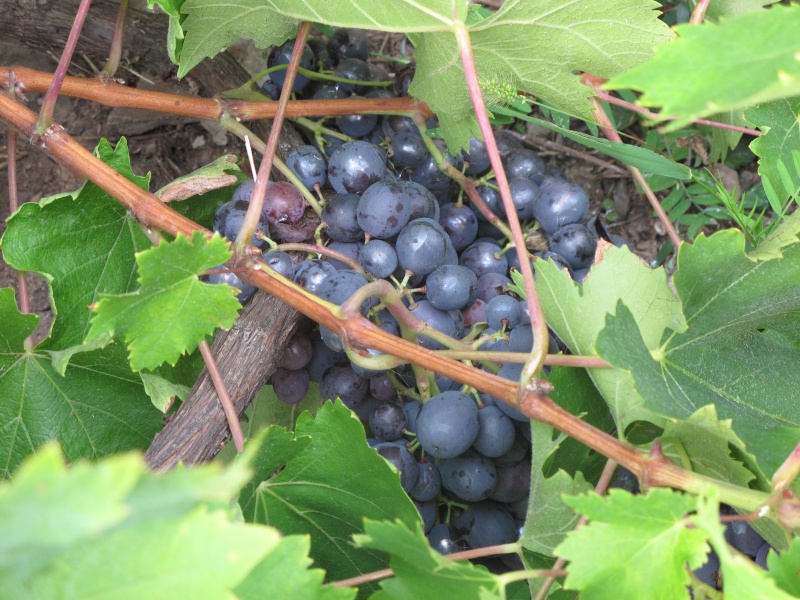 Vendanges en Haute Savoie Vendan36