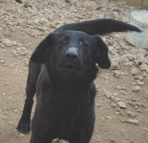 max croisé labrador mâle de 4 ans dpt 11 avant le 25/03 Chien10