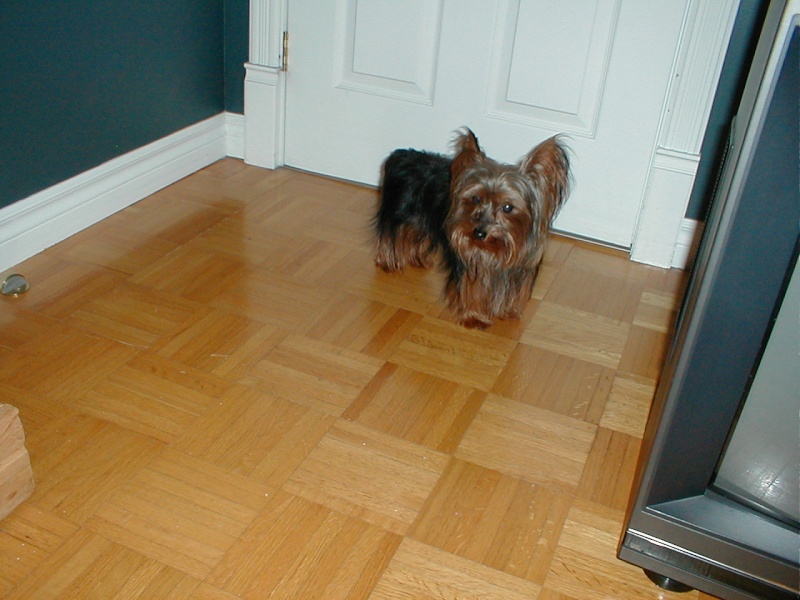 Chiots Yorkshire Terrier!!! P4030010