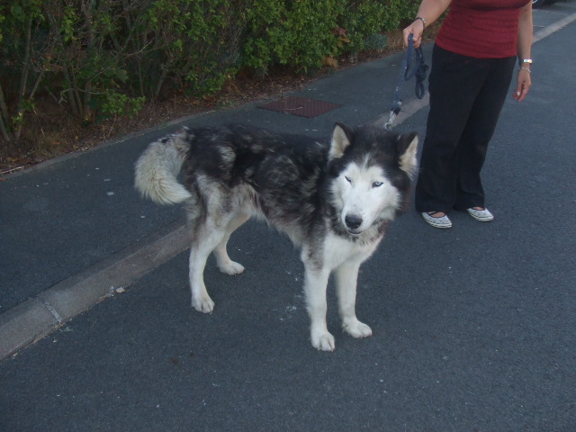 URGENCE TOPAZE husky 8 ans PAR j'aime jouer avec les chats  (17) ADOPTE - Page 3 Topaze12