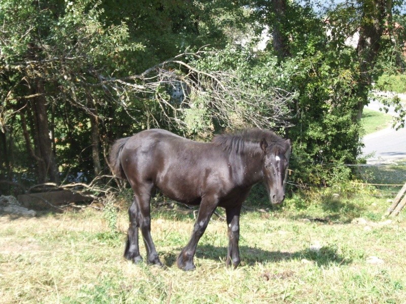 Les juments et BB du Lomont & Les Etalons ! (PHOTOS) 2009_018