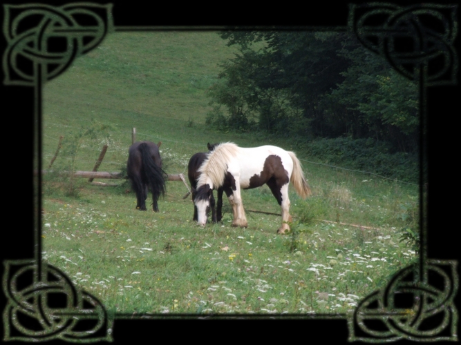 lomont - LES CHEVAUX DU LOMONT au mois d'aout ! NEWS P.3 Copie_13