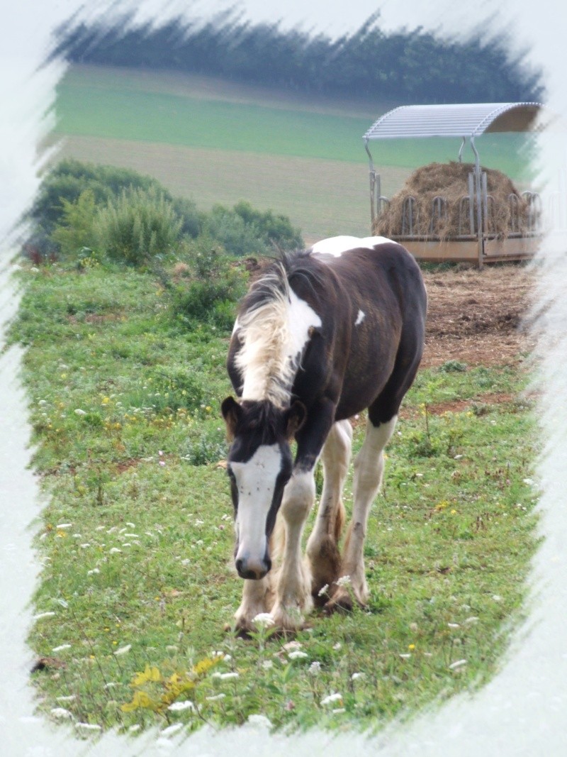 lomont - LES CHEVAUX DU LOMONT au mois d'aout ! NEWS P.3 Copie_26