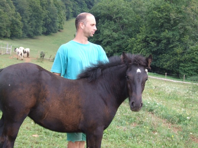 lomont - LES CHEVAUX DU LOMONT au mois d'aout ! NEWS P.3 Copie_27