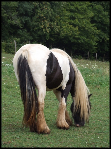 lomont - LES CHEVAUX DU LOMONT au mois d'aout ! NEWS P.3 Copie_33