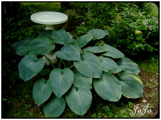 Hosta géant ( sans nom ) Dsc07220