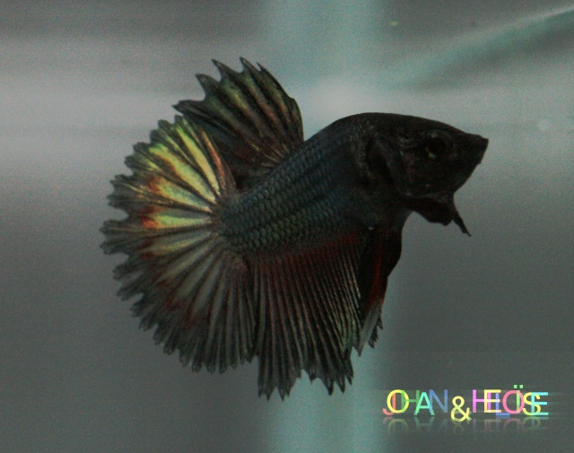 Reproduction betta splendens HM turquoise x CT turquoise Copper11