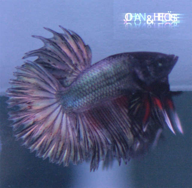 Reproduction betta splendens HM turquoise x CT turquoise Hs_cop11