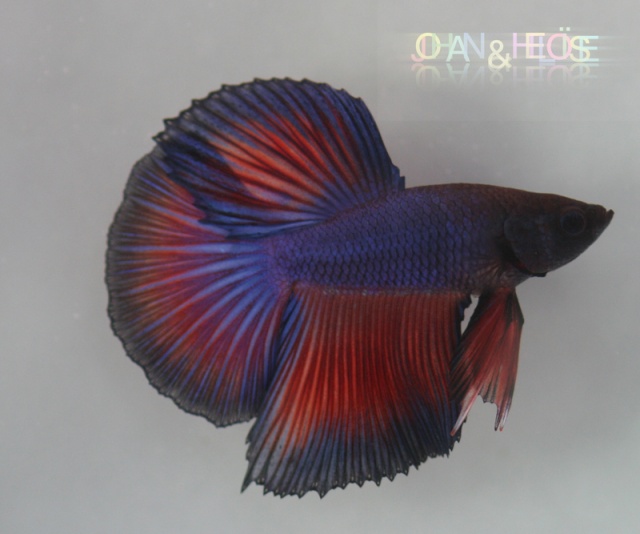 Exemple d'une de nos reproductions de betta splendens Photo110