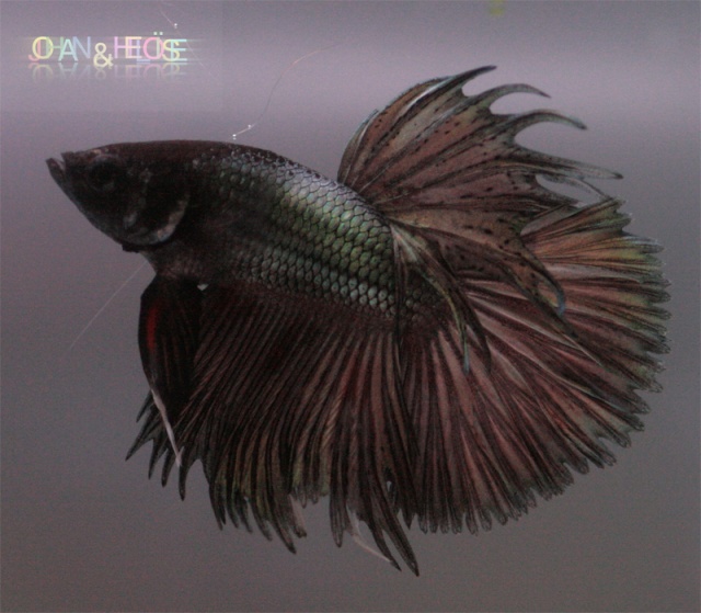 Reproduction betta splendens HM turquoise x CT turquoise Photo25