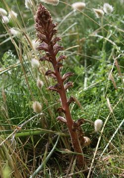 Comment agir face aux plantes parasites ? Oroban10