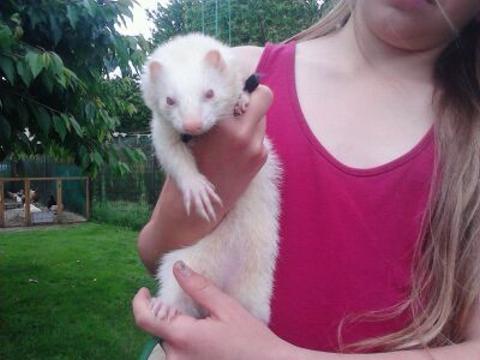Coco jolie furette albinos  adopter V_f38811