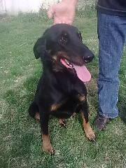 ALIS Beauceron F LOF, 4 ans (64) ADOPTEE Mini_010