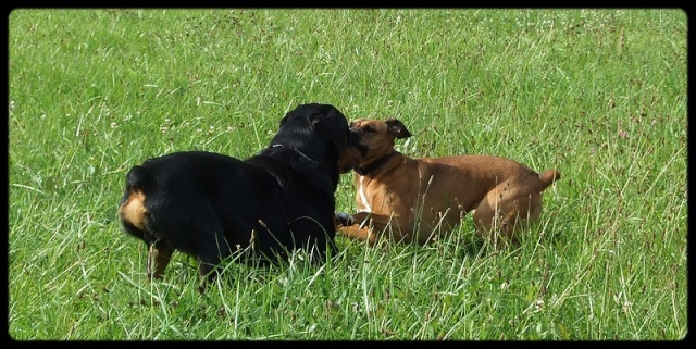 sirrius,rott male de 8 ans (70) Photos20