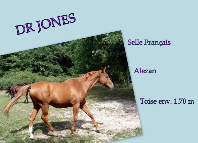 DR JONES - Selle français (Contact Geofrete) Montag11