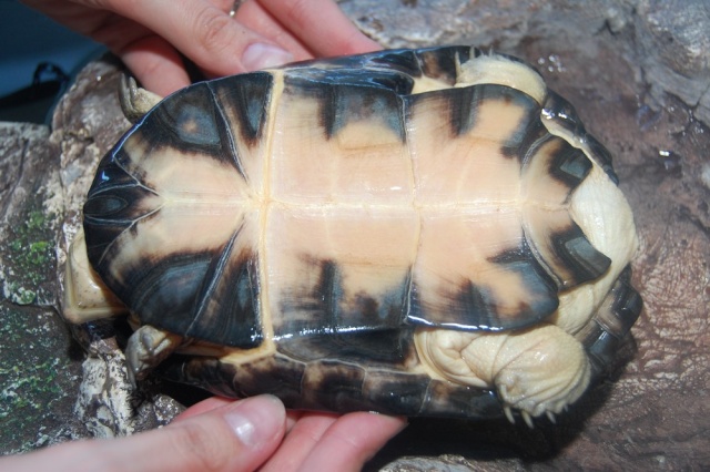 Identification des tortues ninja Dsc_0113