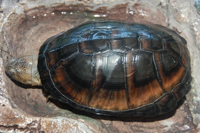 Identification des tortues ninja Dsc_0114