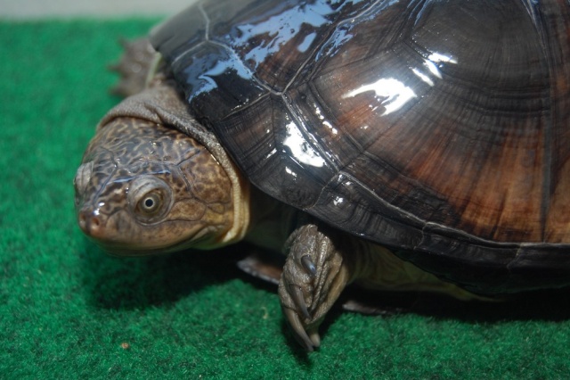 Identification des tortues ninja Dsc_0115