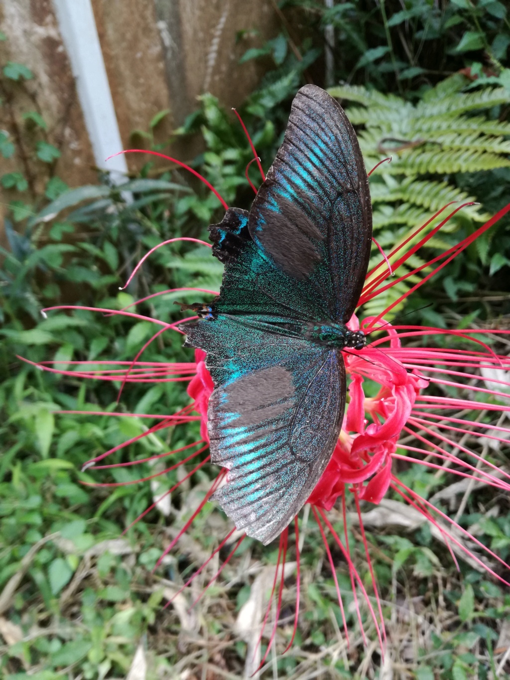 Papilio maackii Img_2016