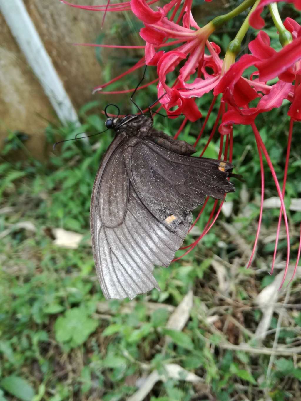 Papilio maackii Img_2017