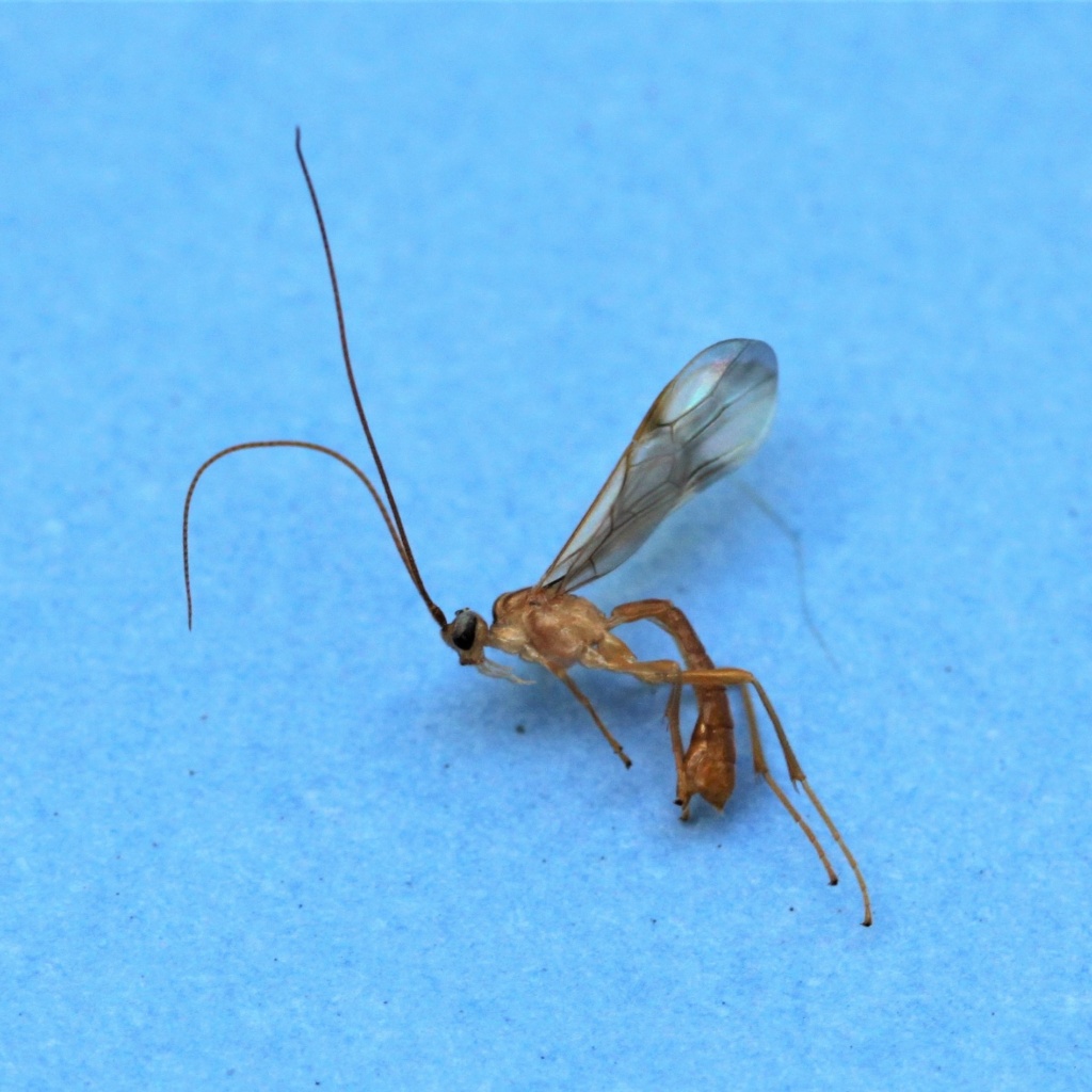 Les parasitoides de lépidoptères Img_2211