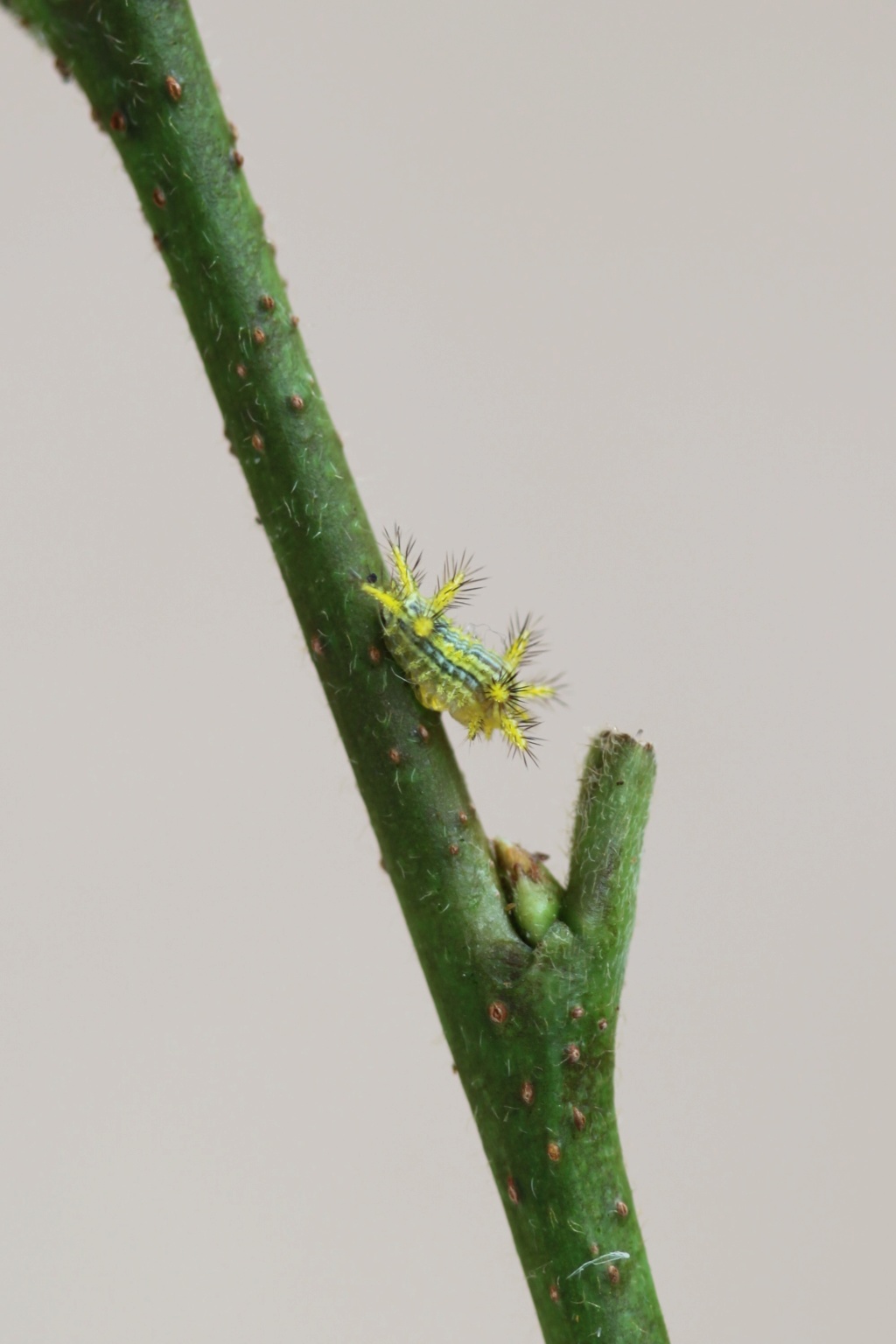 Parasa lepida (Limacodidae) - Notes d'elevage Img_2611
