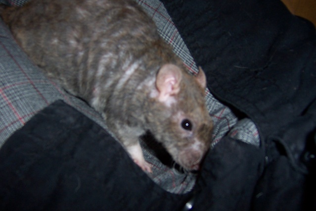 4 rats adorables à l'adoption! (80) Animau57