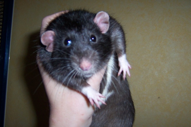 4 rats adorables à l'adoption! (80) Animau58