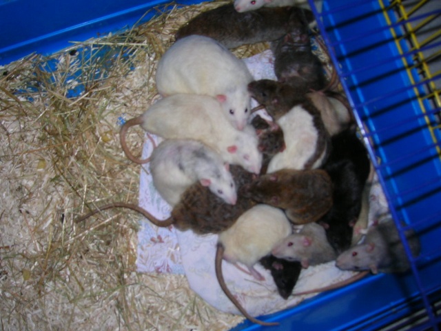 Sauvetage: 15 rats detenu dans des conditions horrible Dscn9829