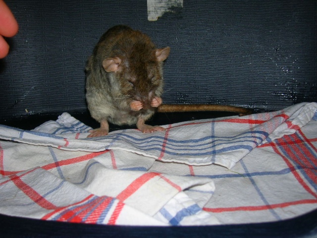 Sauvetage: 15 rats detenu dans des conditions horrible Dscn9834
