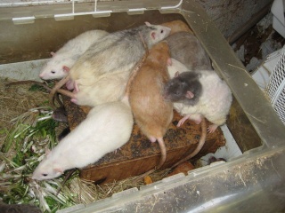 Urgent ! 60 rats détenus dans des conditions déplorables! Img04510