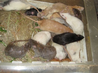 Urgent ! 60 rats détenus dans des conditions déplorables! Img04511