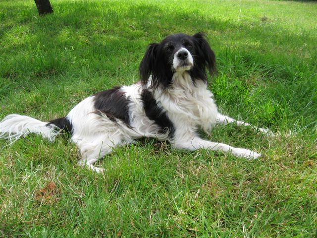 SKIPY CANICHE BLANC MALE 11 ANS - ADOPTE  - Page 3 5_juin10