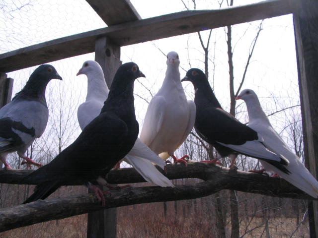 pigeons.. Hiver_14