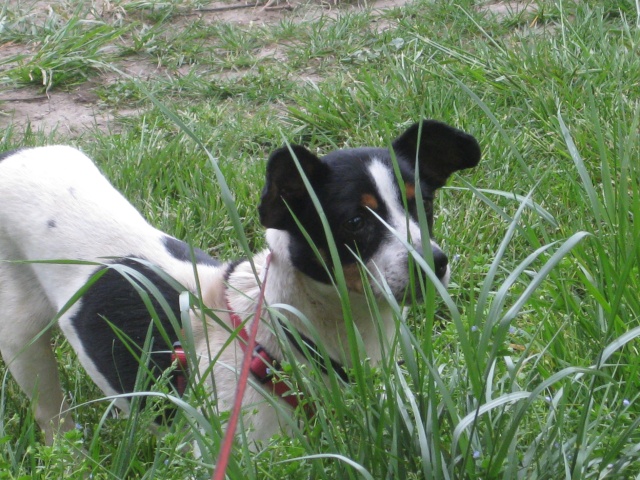 Très Urgent - JIMMY - 2 ans (problème pattes avant) - pris en charge par une asso en Allemagne Img_1126