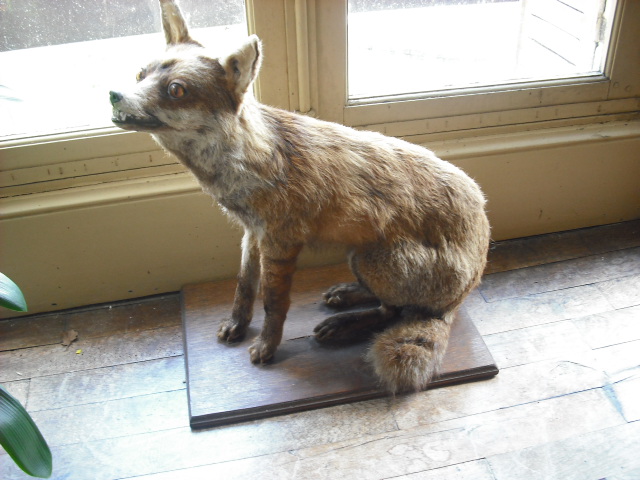 Taxidermie bébètes 2009_020