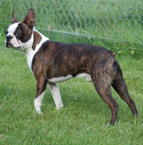 Mes bostons après mes dogos Windso11