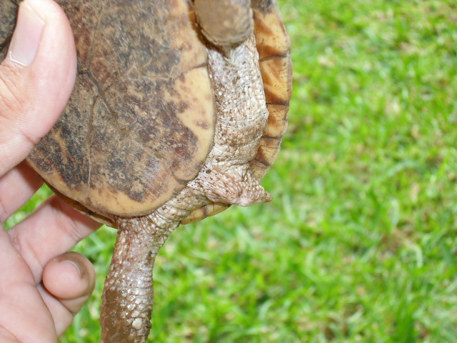 terrapene ornata Photo_16