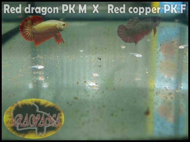 Plakat red dragon X red copper geno yellow copper Alevin10