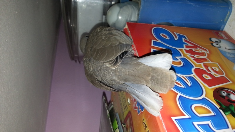 viens de trouver un oiseau sur mon hamac 13705511