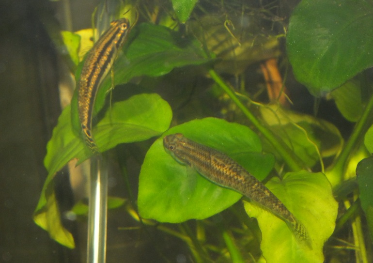 mes femelles stiphodon vont pondre Sti_fe11