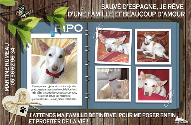 Urgence pour Pipo, podenco en pension dans le Bordelais ,cherche famille d'accueil ou adoptant  Pipo10