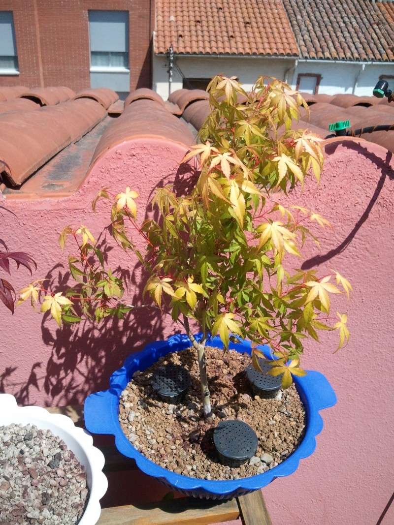 Acer Little Princes - Página 3 Img_2014