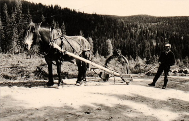 Les Tronçonneuses et le travail au bois en photos d'époque... - Page 3 68510