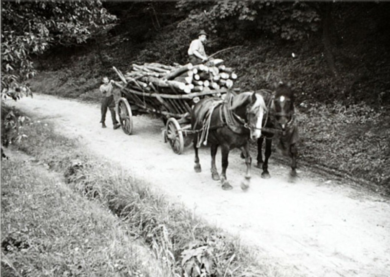 TRONCONNEUSES et travail en forêt....en photos d'époque - Page 4 68810