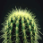 Sukulenti i kaktusi