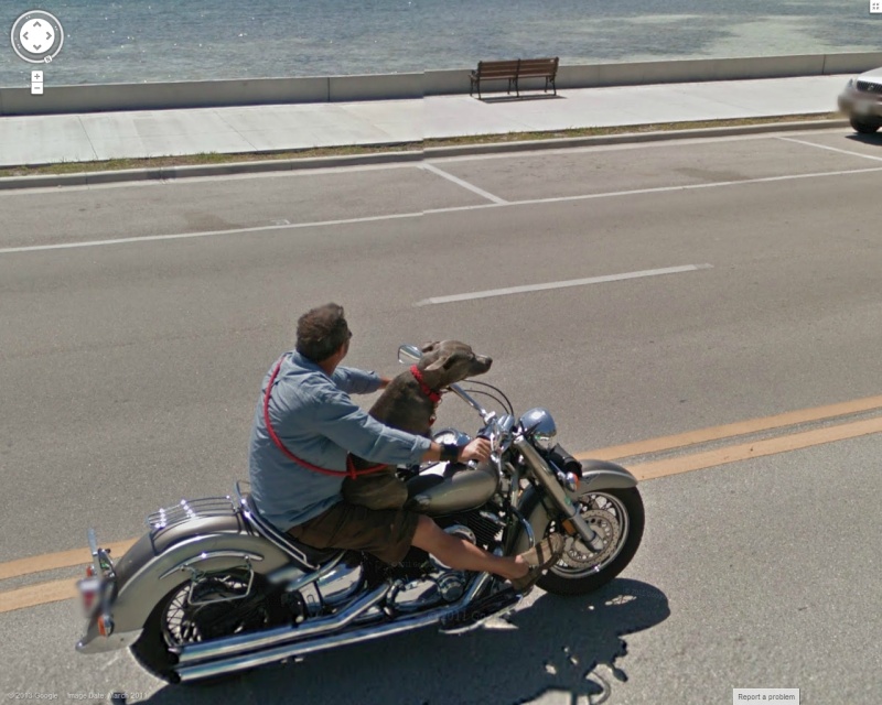 STREET VIEW : Les animaux - Page 8 Motard10