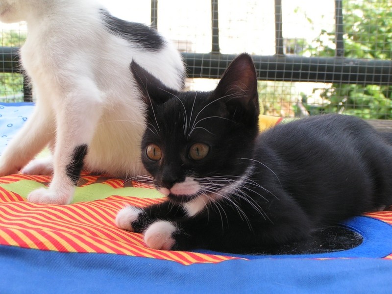 Naïara, noire et blanche, adore les câlin-tête, 3 mois (75) Kittyp10