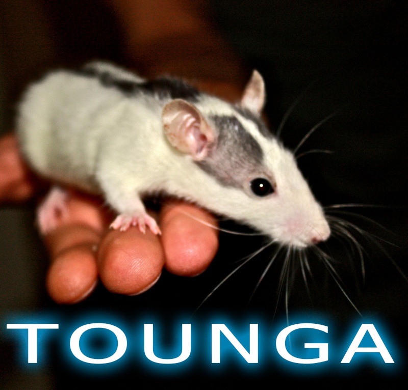 Tounga, Chaussette et Ratatouille... (nouvelles photos p2) Tounga10