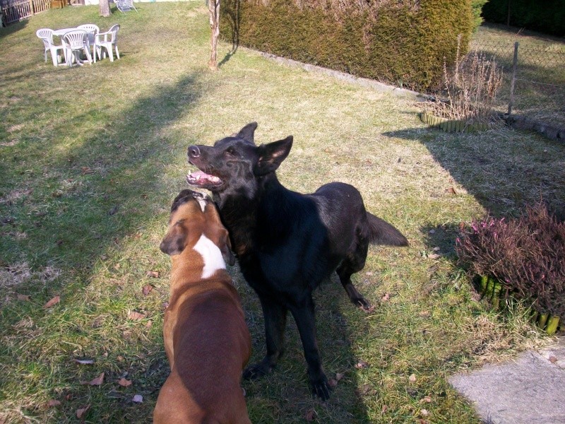 rebel et chanel en week end chez maminou..... 100_0218